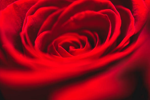 istock bouquet of roses 1045821888