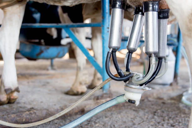 istock an image of a cow milking facility. a dairy farm 1045822256
