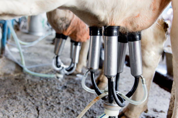istock an image of a cow milking facility. a dairy farm 1045822430