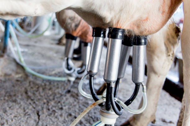 istock an image of a cow milking facility. a dairy farm 1045822434