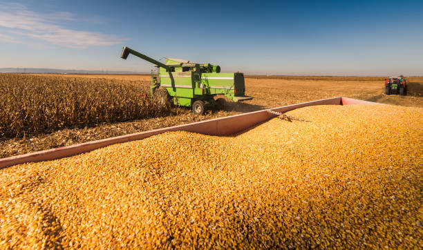 istock Pouring corn grain into tractor trailer after harvest at field 1045824272