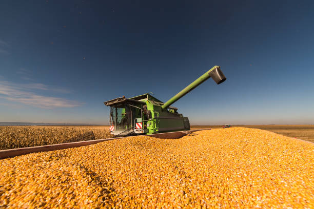istock Pouring corn grain into tractor trailer after harvest at field 1045824540