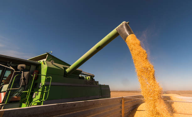 istock Pouring corn grain into tractor trailer after harvest at field 1045824544