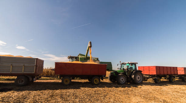 istock Pouring corn grain into tractor trailer after harvest at field 1045824548