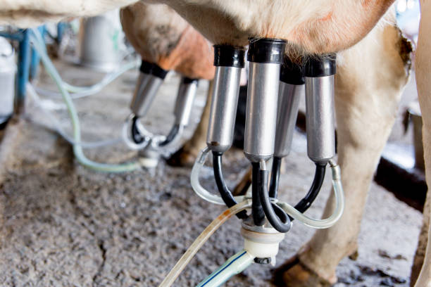 istock an image of a cow milking facility. a dairy farm 1045824562