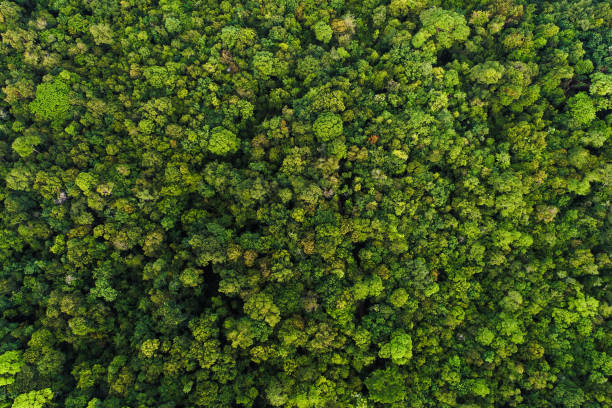 istock Green tree deep tropical rain forest look down aerial view 1045826606