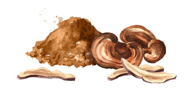 말린된 reishi ganoderma lucidum 버섯 분말입니다. 흰색 배경에 고립 수채화 손으로 그린 그림 - anticancer stock illustrations