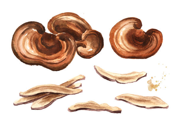 유기 건조 reishi ganoderma lucidum 버섯 슬라이스 세트. 흰색 배경에 고립 수채화 손으로 그린 그림 - anticancer stock illustrations