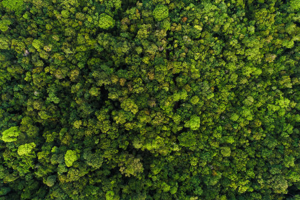 istock Green tree deep tropical rain forest look down aerial view 1045826800