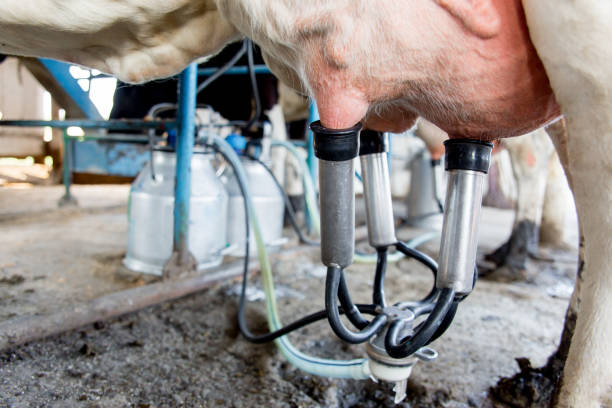 istock an image of a cow milking facility. a dairy farm 1045826806