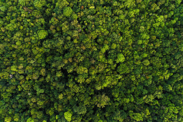 istock Green tree deep tropical rain forest look down aerial view 1045826846