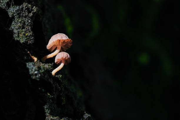 istock Close-Up Of Two Small Mushrooms Growing From Tree Bark 1045827036