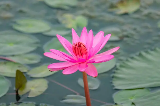 Pink Lotus from Southern of Thailand 2017