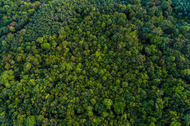 istock Green tree deep tropical rainforest look down aerial view from drone 1045830080