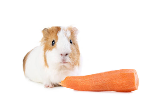 istock Guinea pig with carrot isolated on white background 1045830302