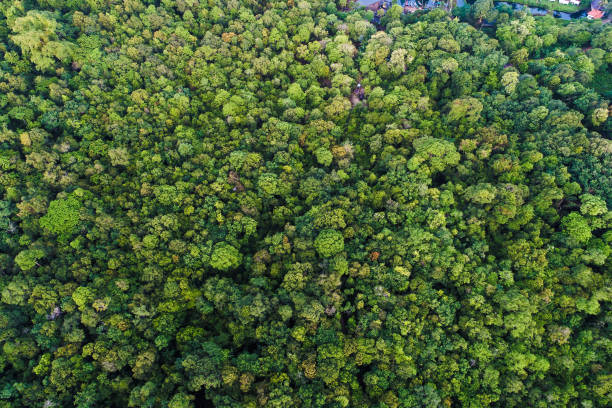 istock Green tree deep tropical rainforest look down aerial view from drone 1045831938