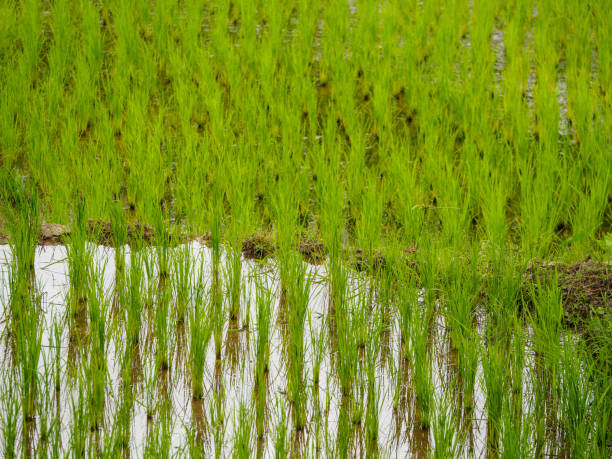 istock Seedlings in rice paddies, Chiang Mai, Thailand 1045832704