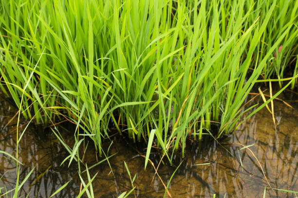 istock Rice field with green rice. in asia 1045838178