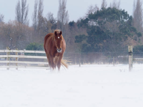 istock Suffolk Punch Horse in the Snow 1045838518