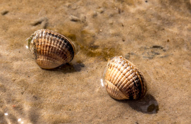 muscheln im wattenmeer - cockle nature outdoors horizontal stock-fotos und bilder