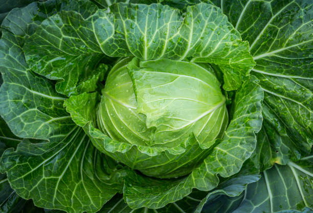 istock cabbage in the garden 1045839038