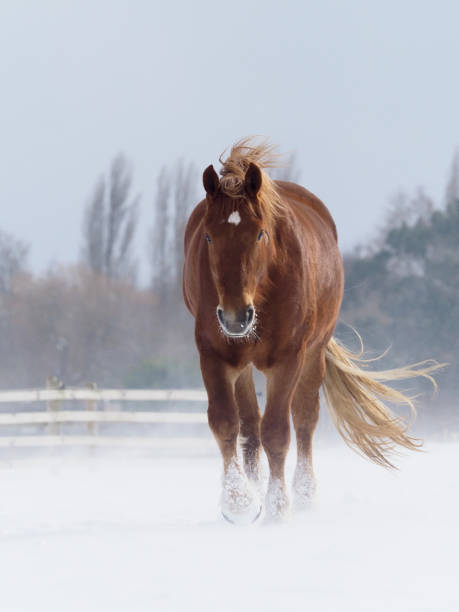 istock Suffolk Punch Horse in the Snow 1045839100