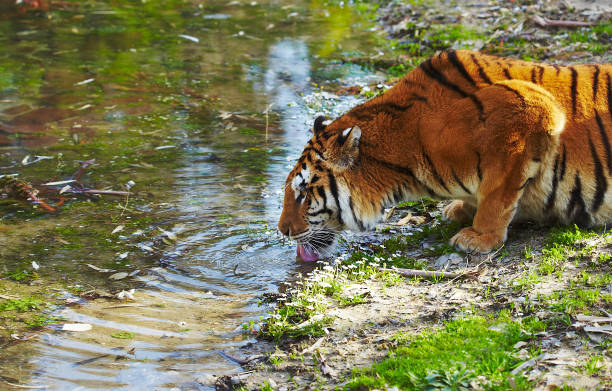 acqua potabile di tigre dal fiume - tiger india ranthambore national park undomesticated cat foto e immagini stock