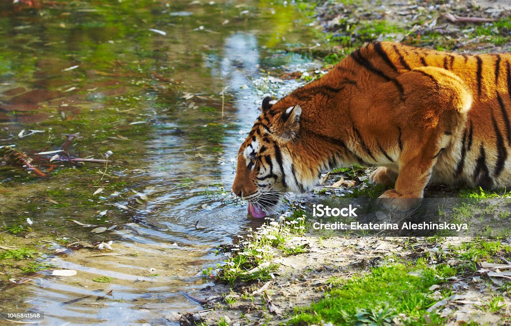 Tiger drinking water from river The Sundarbans Stock Photo