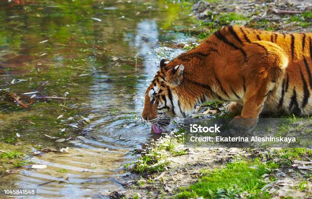 Tiger Drinking Water From River Stock Photo - Download Image Now - The Sundarbans, Tiger, Animal Wildlife