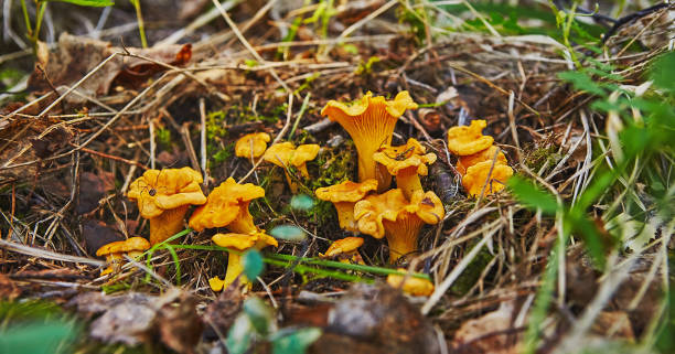 istock large group of chanterelles growing in forest 1045841614