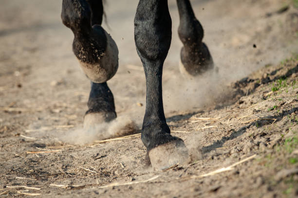 istock Running horse hooves 1045841686