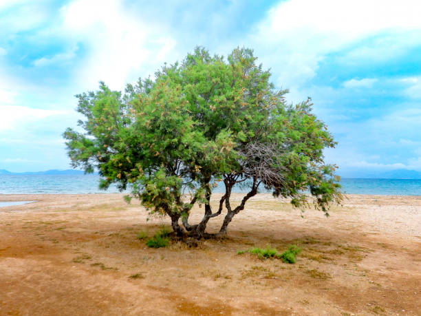 istock Lonely tree at the beach under a blue sky and clouds 1045842472
