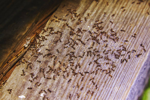 istock Ants inside woods of house 1045842560