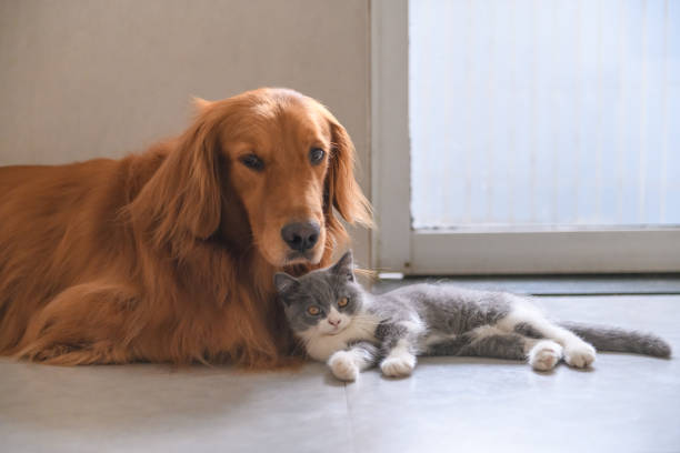 istock Golden Retriever and Kitten 1045844650