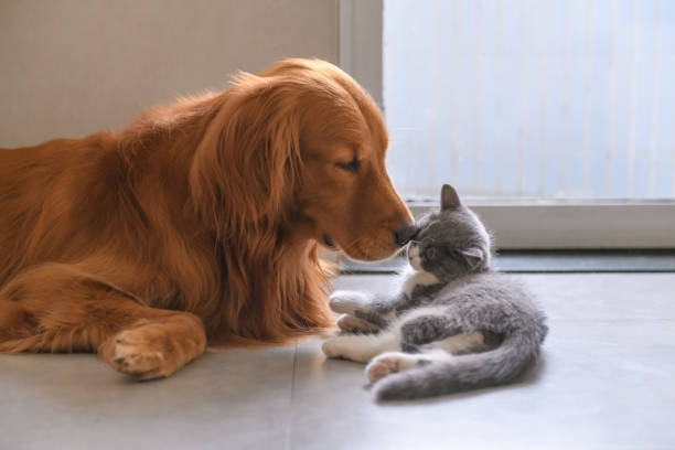 istock Golden Retriever and Kitten 1045844666