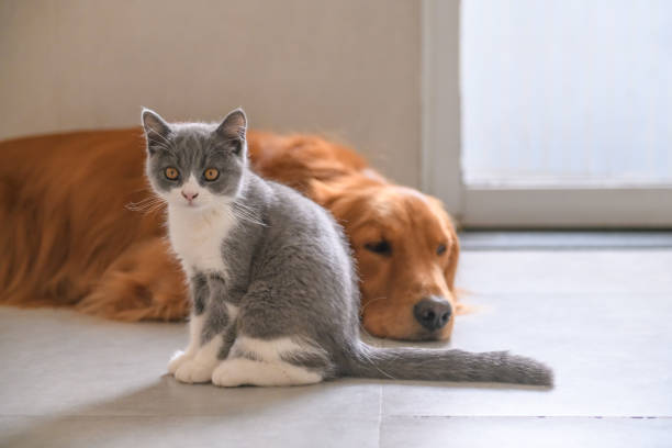 istock Golden Retriever and Kitten 1045844680