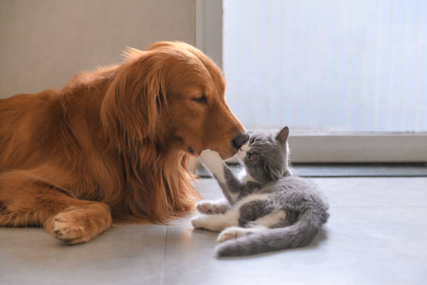 istock Golden Retriever and Kitten 1045844714