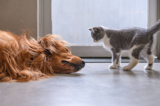 istock Golden Retriever and Kitten 1045844738