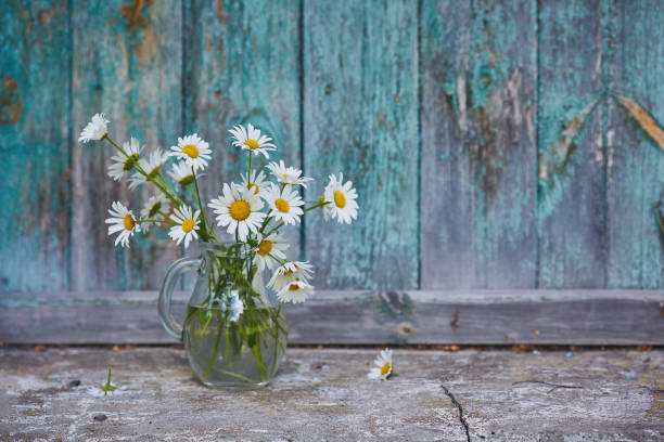 Charming still life with copy space chamomilles and daisies in water on wood background stock photo