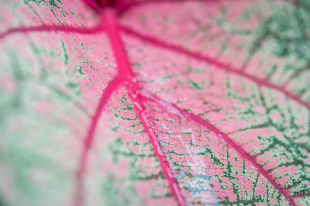istock Close up texture of red and green leaf 1045845954
