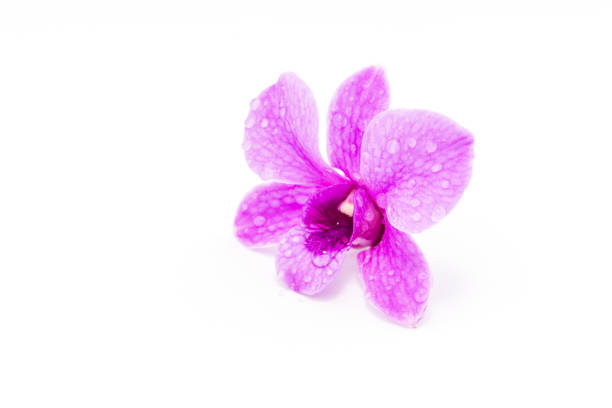 Purple pink orchid flower isolated on white background