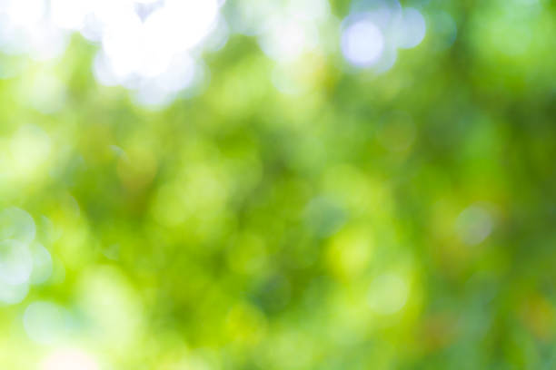 istock Natural green bokeh abstract background 1045846220