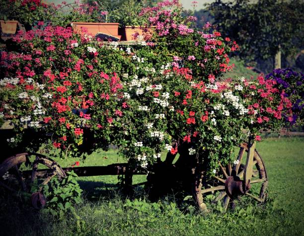 Beautiful flower garden with a rustic wooden wagon and wheel.