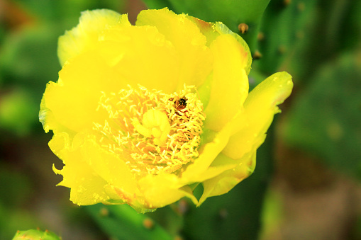 It is the beautiful figure of the palm cactus flower