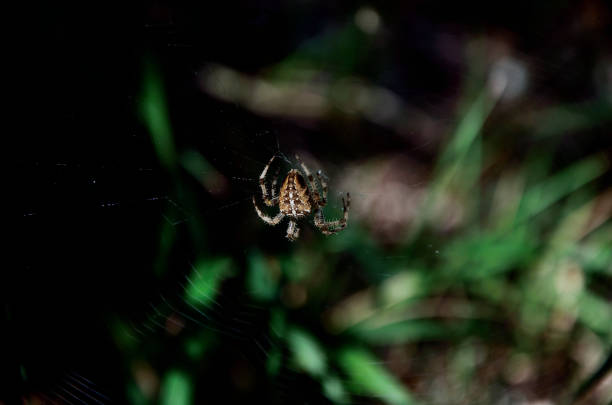 istock Spider in the wood 1045853802