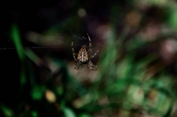 istock Spider in the wood 1045853842