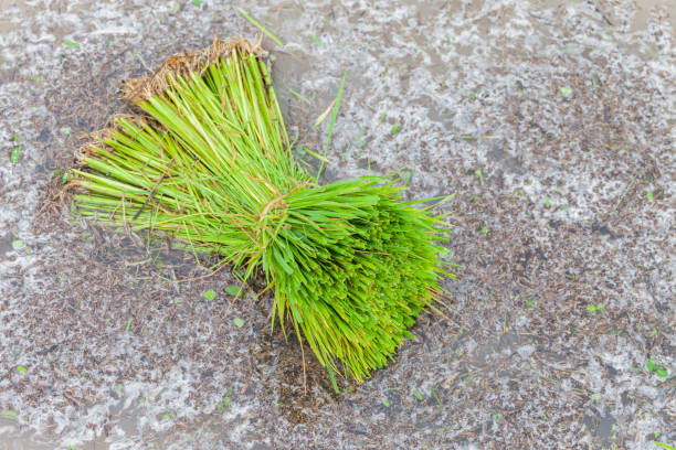 istock Young rice seedling preparation to plant in orderly rows 1045860358