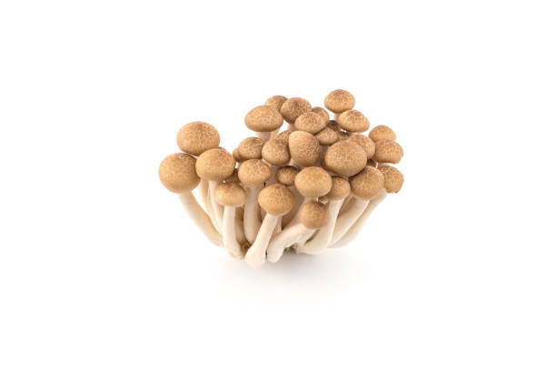 istock Shimeji mushrooms, water-based paints, isolated on white background. 1045869024