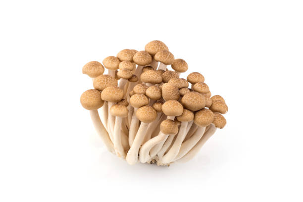 istock Shimeji mushrooms, water-based paints, isolated on white background. 1045869028