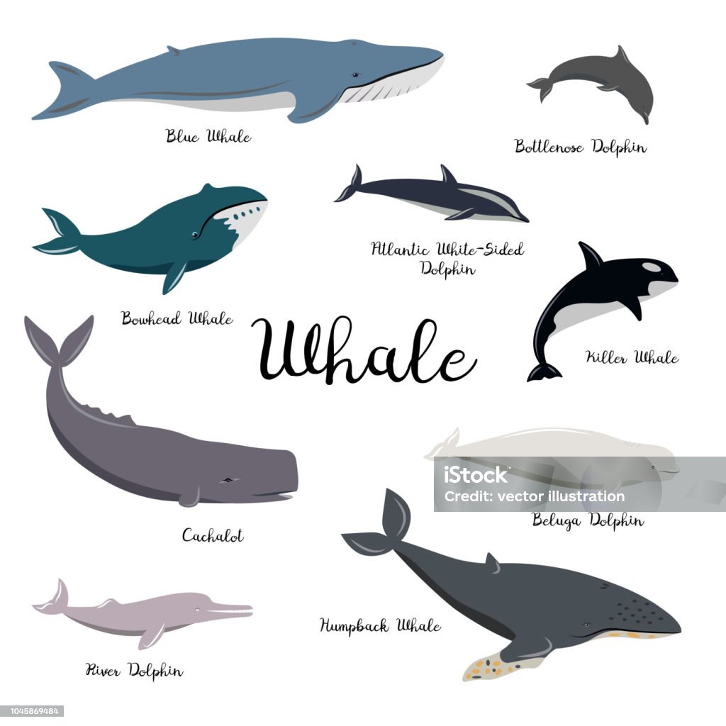 Bộ Cá Voi Hoạt Hình Cá Heo Có Văn Bản Hình minh họa Sẵn có - Tải ...